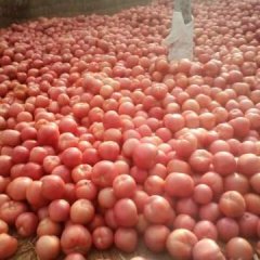 山东费县西红柿 种植面积在6万亩左右