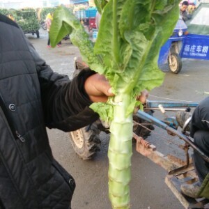 2016年山东沂南青皮价格