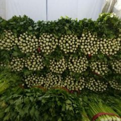 禹城芹菜欢迎合作质量好，做工好杆直亮黄