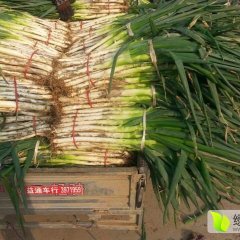 滕州大葱铁杆葱火热销售中