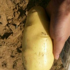 滕州市荷兰十五土豆常年供应