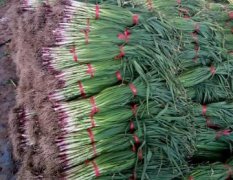 泰安岱岳红根蒜苗正在量大上市