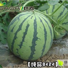 纯品8424 西瓜种子