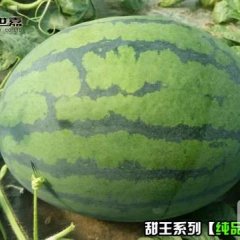 最好的甜王西瓜种子--纯品甜王