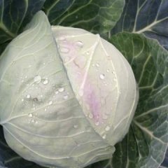 四川西昌特优甘蓝逐渐升温