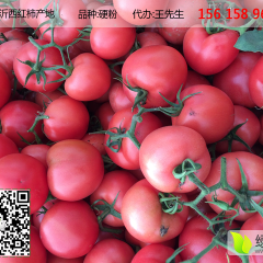 临沂国家地理标志西红柿大量上市