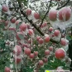 山西省运城市临猗县临晋镇红富士苹果