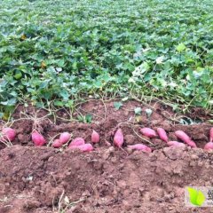 夏津红薯 红皮双季王，黄皮双季王