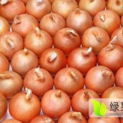 玉门李长伟10月黄皮洋葱