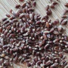 山东种粮大户，多年的黑小麦种植经验