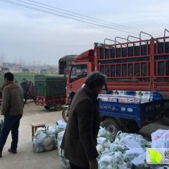 邓州市保印蔬菜种植合作社银冠菜花