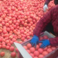 2016费县西红柿走过路过不要错过