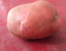 平川复兴土豆十月份大量上市