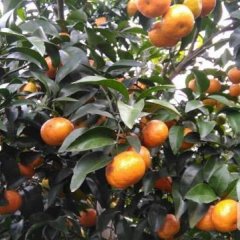 广西钟山沙糖桔产销两旺