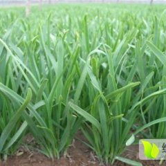 中牟韭菜销往全国各地