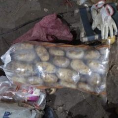 围场库存土豆热卖中今日走货量加大