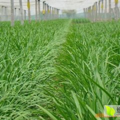 河北唐山乐亭韭菜