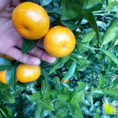 广西钟山沙糖桔是柑桔类的名优品种