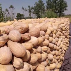 安徽省万亩南瓜基地