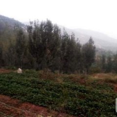 2016邹城红薯值得出手