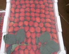 海阳甜宝草莓保护种植无农药无激素色颜甜