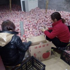 临猗苹果著名品种,闫家张建诚信合作