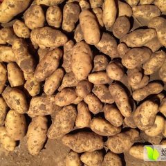 内蒙古多伦好的荷兰十五，荷兰七，大白花