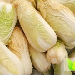 太康小白菜 有要红黄心娃娃菜的请电联