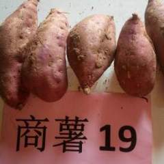 山东邹城商薯19，山岭地种植，薯型好