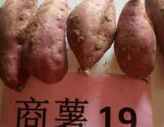 山东邹城商薯19，山岭地种植，薯型好