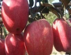 泰安开发区盛佳苗圃红富士苹果苗