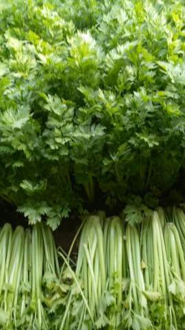 2016年山东沂南皇妃芹菜价格