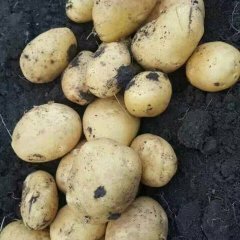 公主岭土豆现在订货 货源充足