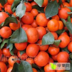 永州市回龙圩瓜果基地，沙糖桔已经开始定园