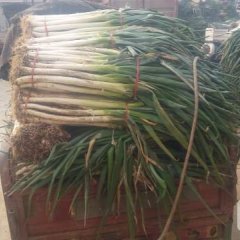 山东滕州铁杆大葱粗细均匀，葱白不泡