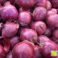 张家口恒温库洋葱400吨：质量好 颜色漂亮