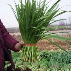 山东沂源平韭6号韭菜香甜可口