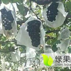 北宁常兴张广忱10月巨峰葡萄