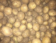 荥阳土豆 大量供应新鲜秋土豆 荷兰十五