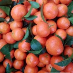 阳朔沙糖桔量大果好，甜度高