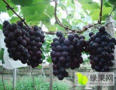 浙江葡萄苗|金华葡萄苗|新品种葡萄苗