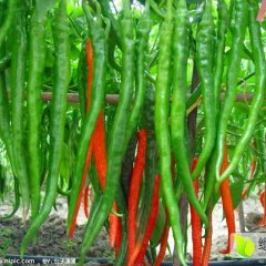 山西线椒价品种优、质量好、产量大格低