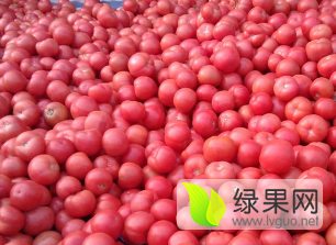 山东费县秀海果蔬合作社硬粉西红柿