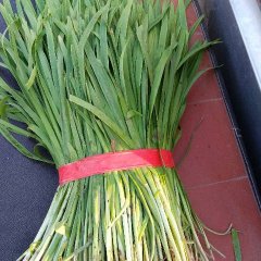 河北故城平韭6号韭菜著名品牌