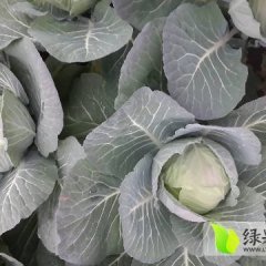 湖南华容县扁包球包长势良好