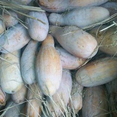 天门本地秋茬蜜本南瓜现己成熟