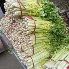 山东安丘鑫芹芹菜假一赔十