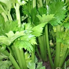 禹城温室芹菜大量上市了