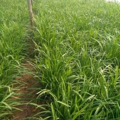 河南中牟反季节大棚韭菜正在热销中