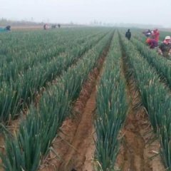 平度铁杆大葱有意联系我，真诚合作